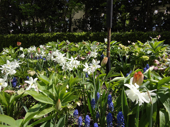 Spring planting in Maida Vale