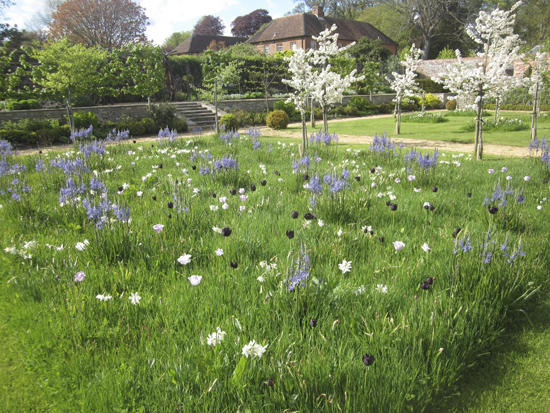 A Spring lawn with bulbs
