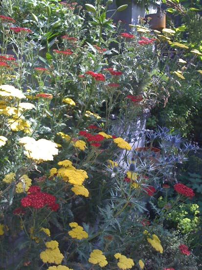 A vertical summer garden