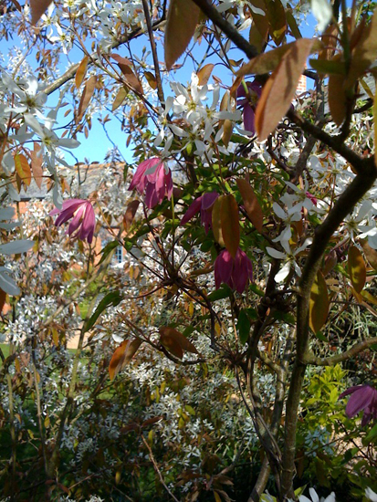 Amelanchier & Clematis alpina on Wiltshire chalk