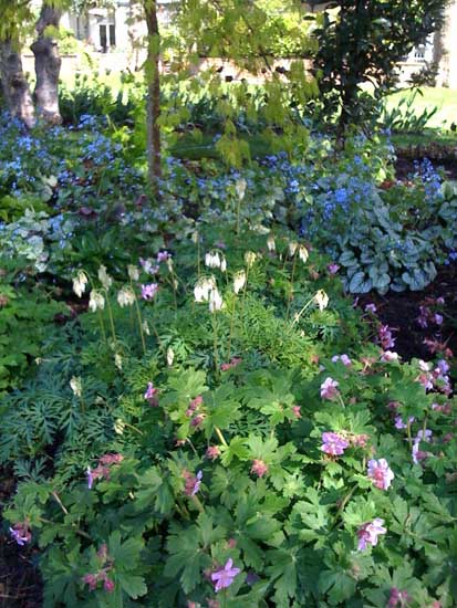 Geranium, Dicentra & Brunnera