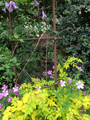 Clematis Betty Corning & golden jasmine