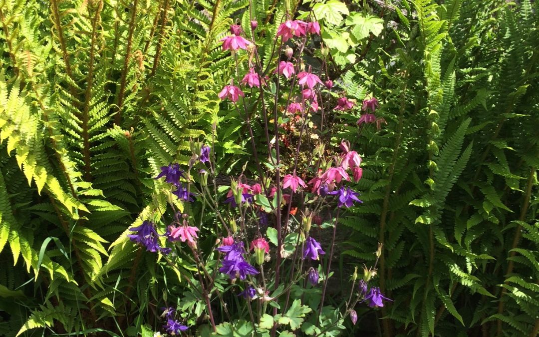 My own garden in West Somerset