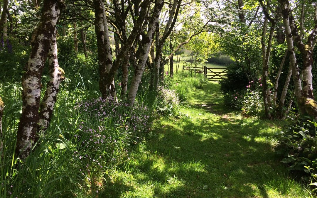 My own garden in West Somerset